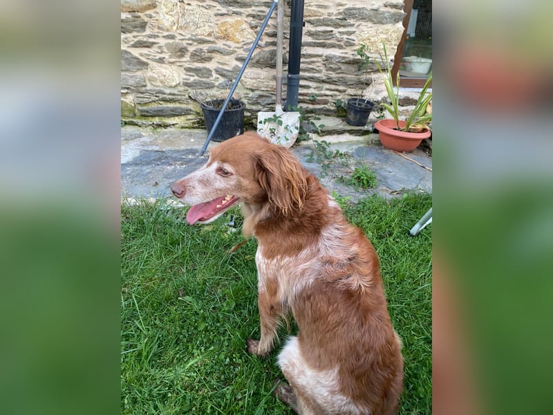 Jara
