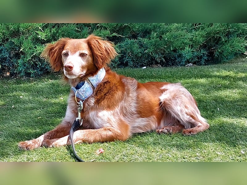 Jara