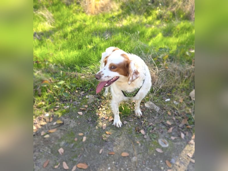 Emma eine bretonische Spaniel Hündin