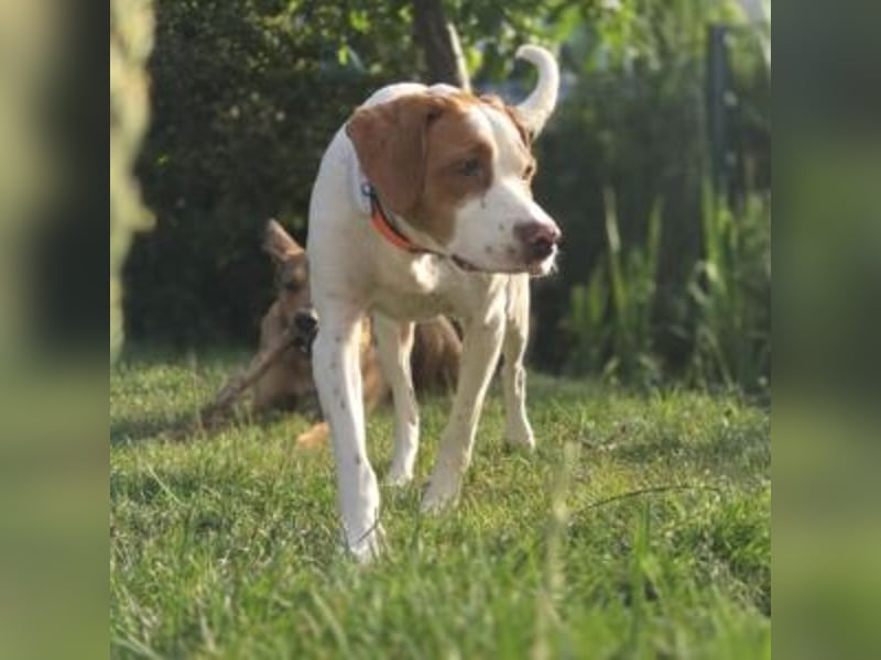 Nesquik-drei Jahre alter Pointer-Mix mit einem freundlichen, ausgeglichenen Wesen