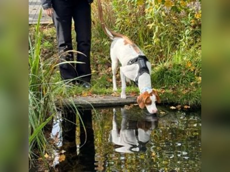 Nesquik-drei Jahre alter Pointer-Mix mit einem freundlichen, ausgeglichenen Wesen