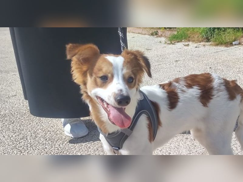 CYRUS-fröhlicher Herzenshund sucht liebevolles Zuhause