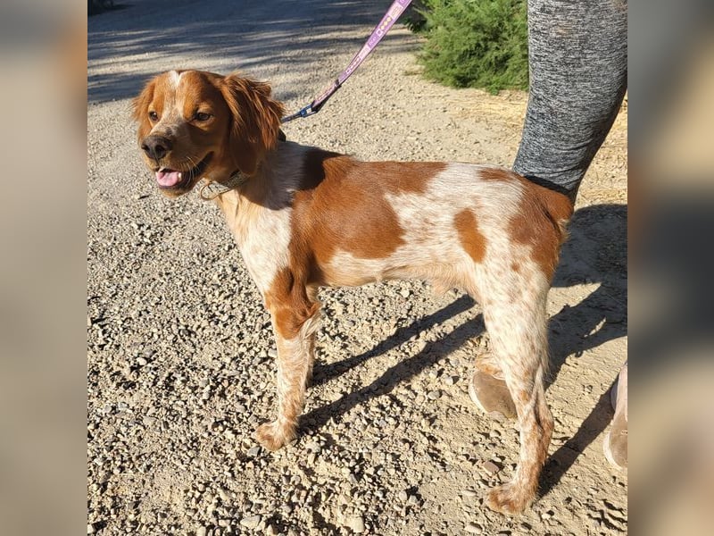 RINRIN-süßer Charmeur-sehr lieb, vertrauensvoll, schlau, möchte alles richtig machen