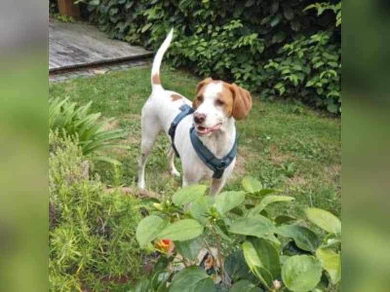 Nesquik-drei Jahre alter Pointer-Mix mit einem freundlichen, ausgeglichenen Wesen