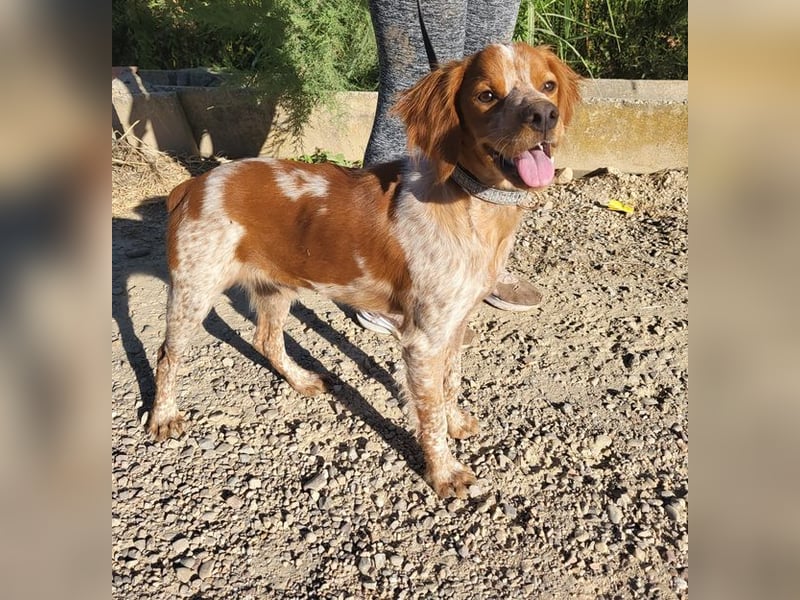 RINRIN-süßer Charmeur-sehr lieb, vertrauensvoll, schlau, möchte alles richtig machen