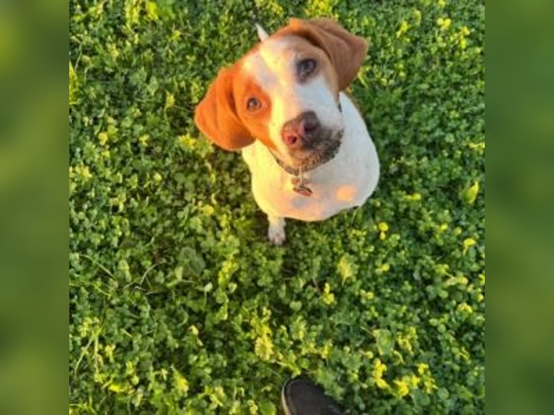 Nesquik-drei Jahre alter Pointer-Mix mit einem freundlichen, ausgeglichenen Wesen