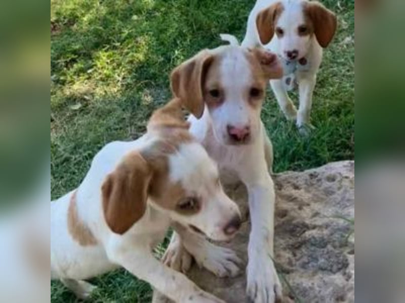 Nesquik-drei Jahre alter Pointer-Mix mit einem freundlichen, ausgeglichenen Wesen