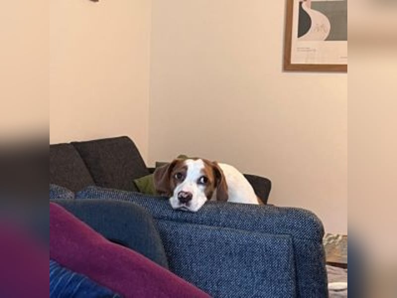 Nesquik-drei Jahre alter Pointer-Mix mit einem freundlichen, ausgeglichenen Wesen