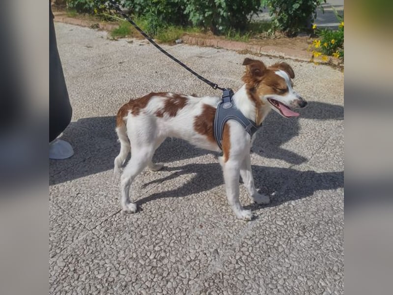 CYRUS-fröhlicher Herzenshund sucht liebevolles Zuhause