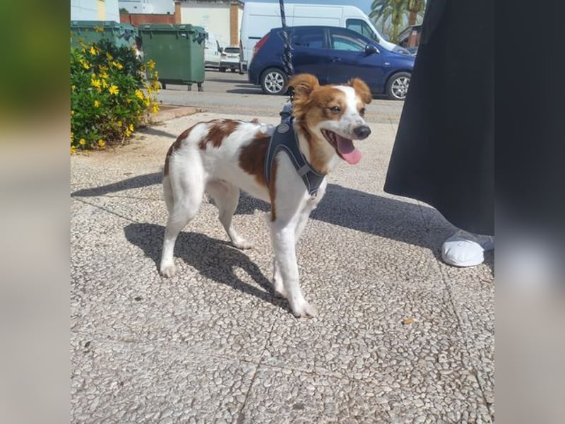CYRUS-fröhlicher Herzenshund sucht liebevolles Zuhause
