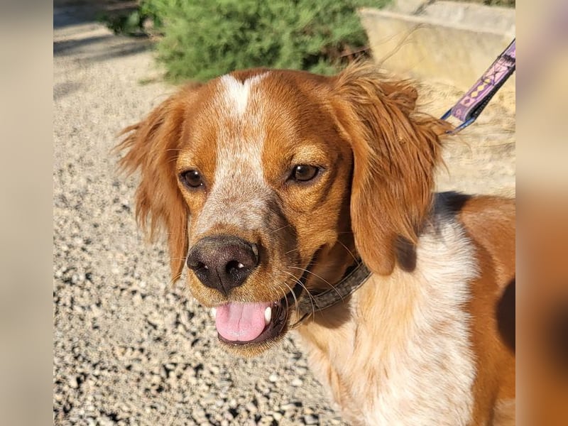 RINRIN-süßer Charmeur-sehr lieb, vertrauensvoll, schlau, möchte alles richtig machen