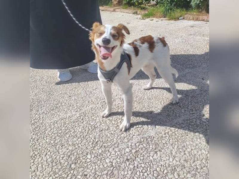 CYRUS-fröhlicher Herzenshund sucht liebevolles Zuhause