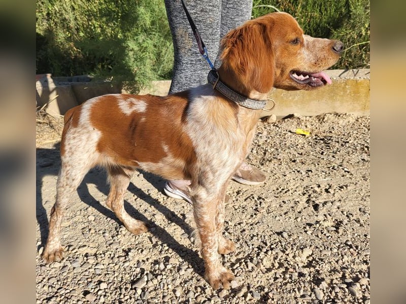 RINRIN-süßer Charmeur-sehr lieb, vertrauensvoll, schlau, möchte alles richtig machen