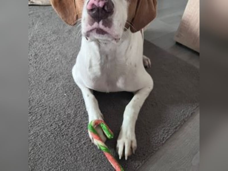 Nesquik-drei Jahre alter Pointer-Mix mit einem freundlichen, ausgeglichenen Wesen