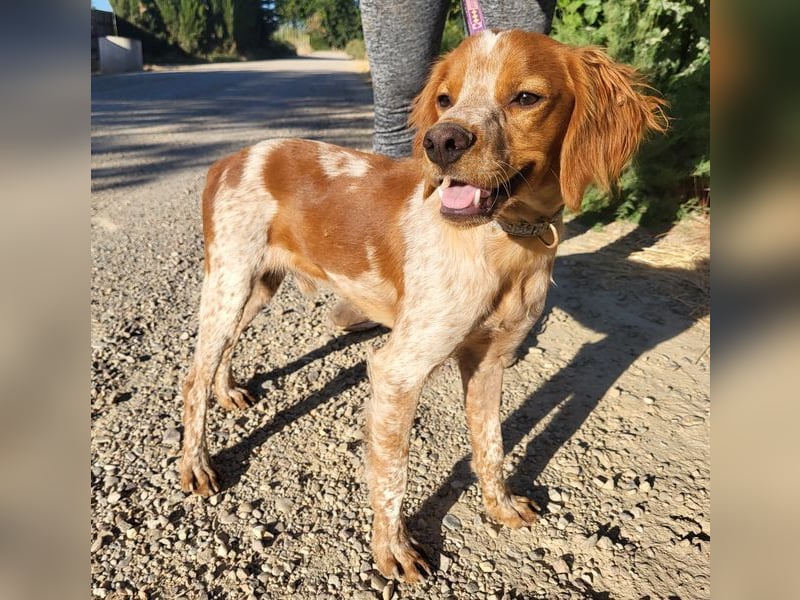 RINRIN-süßer Charmeur-sehr lieb, vertrauensvoll, schlau, möchte alles richtig machen