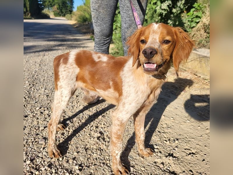 RINRIN-süßer Charmeur-sehr lieb, vertrauensvoll, schlau, möchte alles richtig machen