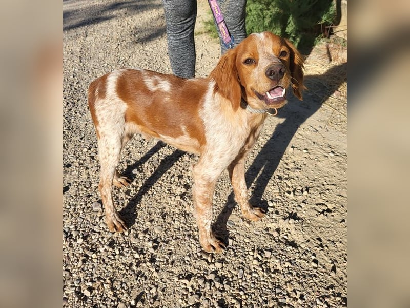 RINRIN-süßer Charmeur-sehr lieb, vertrauensvoll, schlau, möchte alles richtig machen