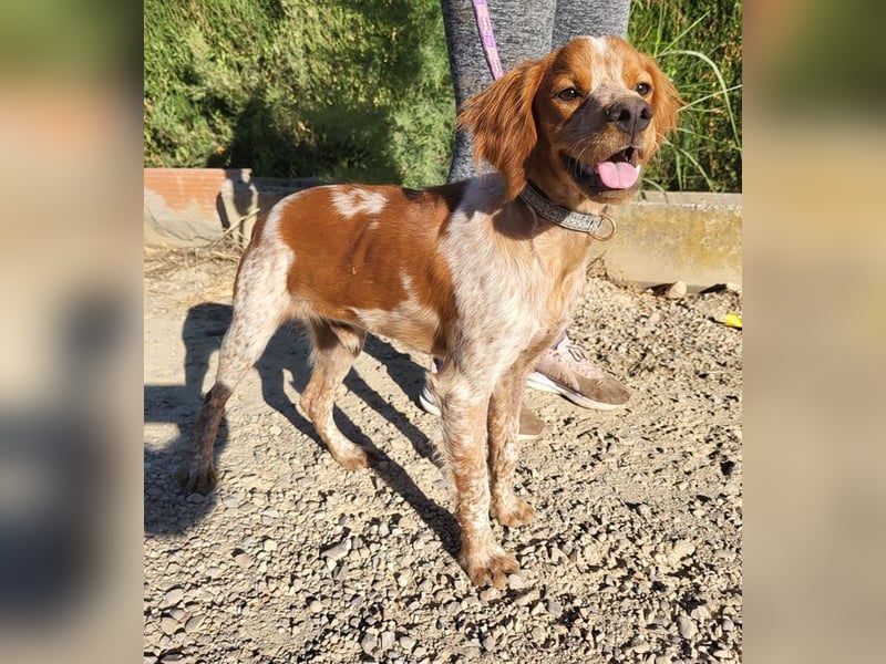 RINRIN-süßer Charmeur-sehr lieb, vertrauensvoll, schlau, möchte alles richtig machen