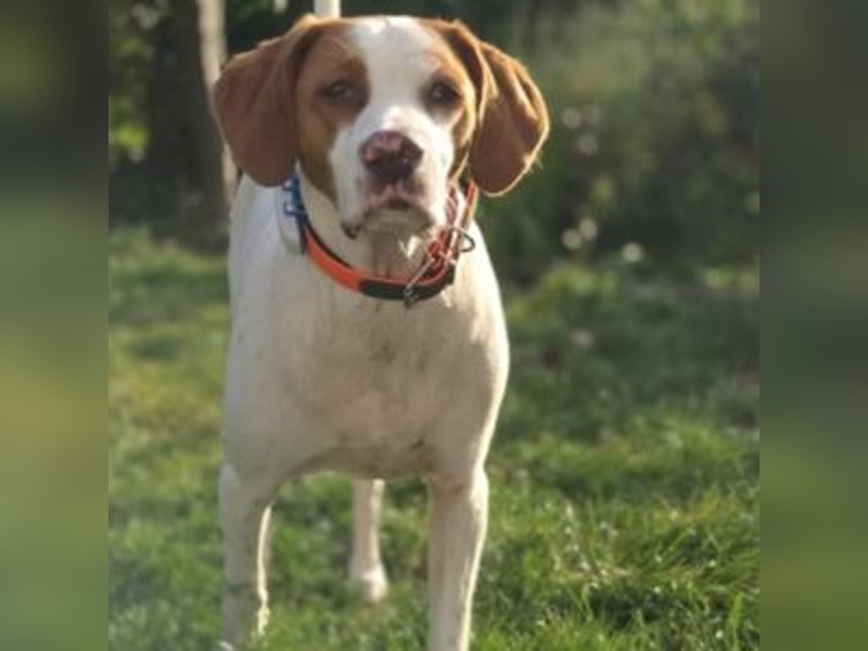 Nesquik-drei Jahre alter Pointer-Mix mit einem freundlichen, ausgeglichenen Wesen