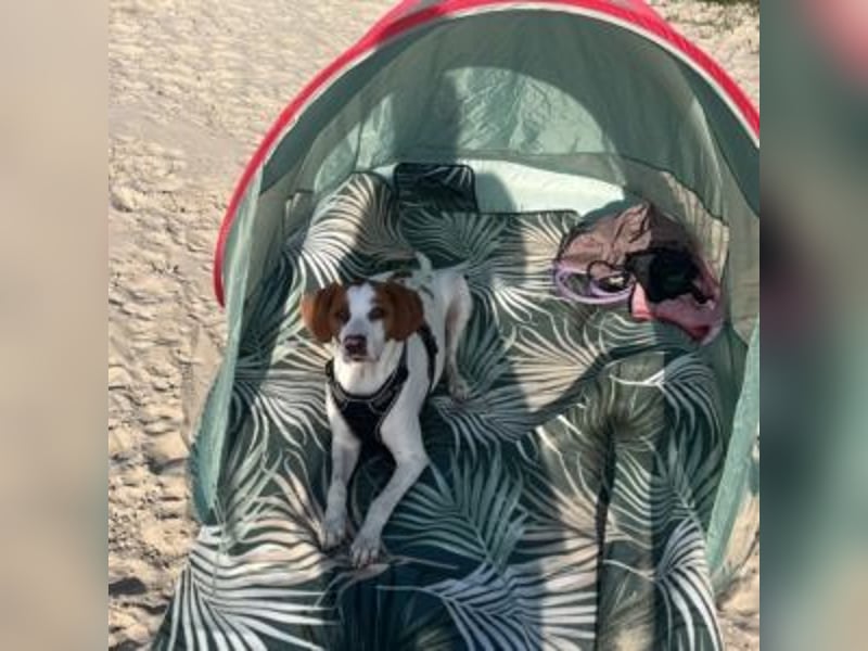 Nesquik-drei Jahre alter Pointer-Mix mit einem freundlichen, ausgeglichenen Wesen