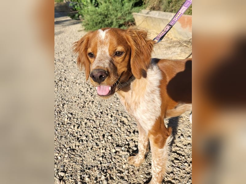 RINRIN-süßer Charmeur-sehr lieb, vertrauensvoll, schlau, möchte alles richtig machen