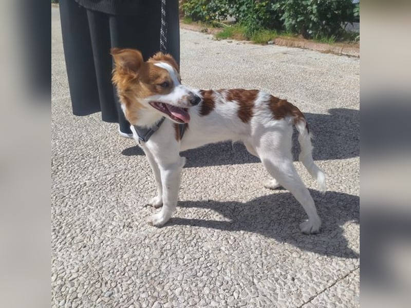 CYRUS-fröhlicher Herzenshund sucht liebevolles Zuhause