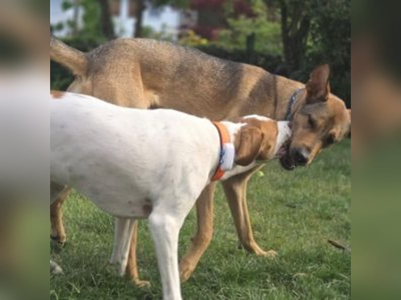 Nesquik-drei Jahre alter Pointer-Mix mit einem freundlichen, ausgeglichenen Wesen
