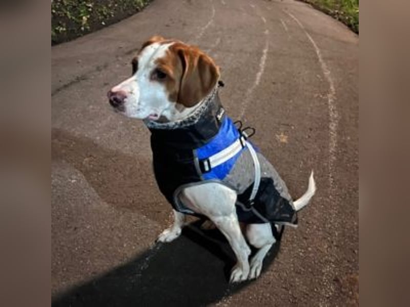 Nesquik-drei Jahre alter Pointer-Mix mit einem freundlichen, ausgeglichenen Wesen