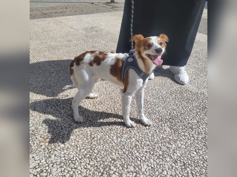 CYRUS-fröhlicher Herzenshund sucht liebevolles Zuhause