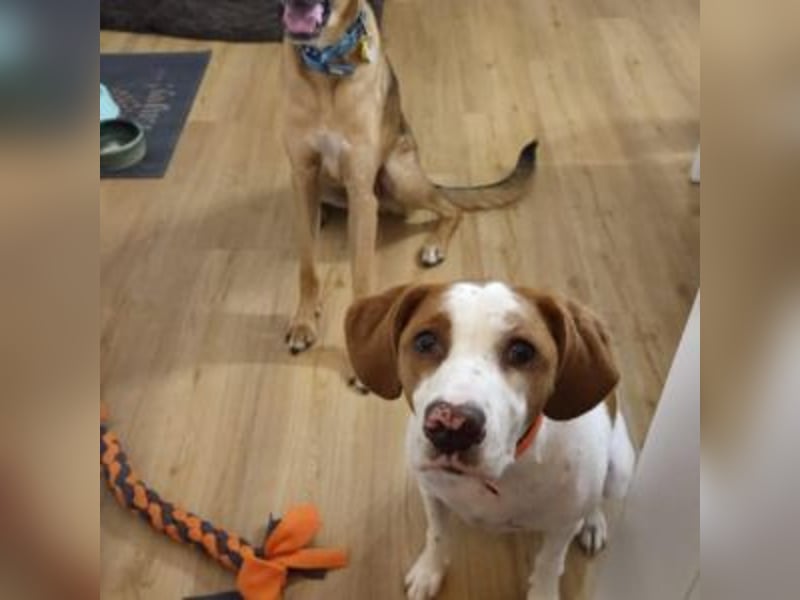 Nesquik-drei Jahre alter Pointer-Mix mit einem freundlichen, ausgeglichenen Wesen