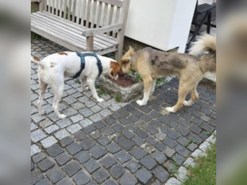 Nesquik-drei Jahre alter Pointer-Mix mit einem freundlichen, ausgeglichenen Wesen