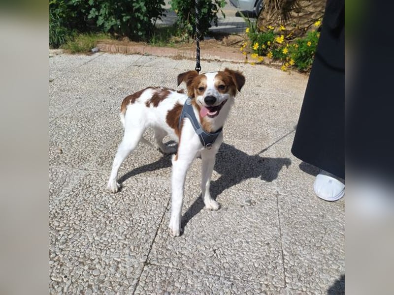 CYRUS-fröhlicher Herzenshund sucht liebevolles Zuhause