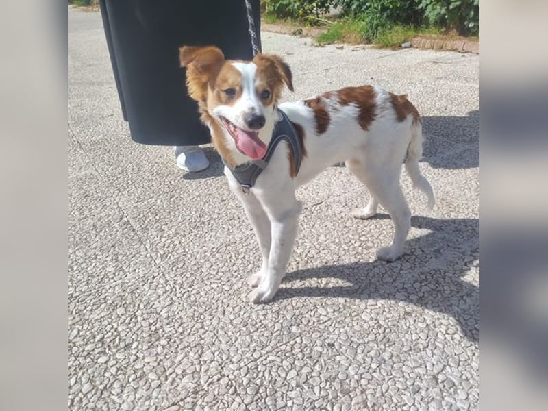 CYRUS-fröhlicher Herzenshund sucht liebevolles Zuhause