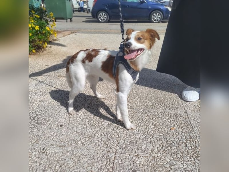 CYRUS-fröhlicher Herzenshund sucht liebevolles Zuhause