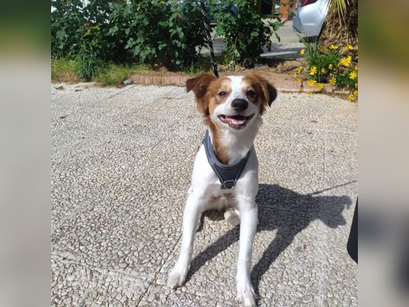CYRUS-fröhlicher Herzenshund sucht liebevolles Zuhause