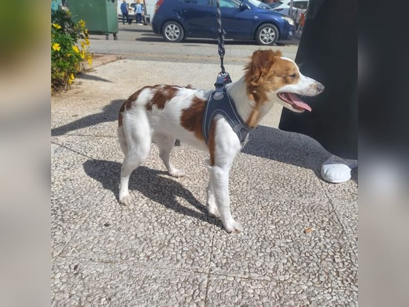 CYRUS-fröhlicher Herzenshund sucht liebevolles Zuhause