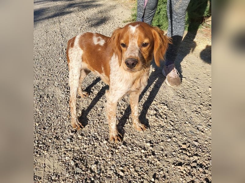 RINRIN-süßer Charmeur-sehr lieb, vertrauensvoll, schlau, möchte alles richtig machen