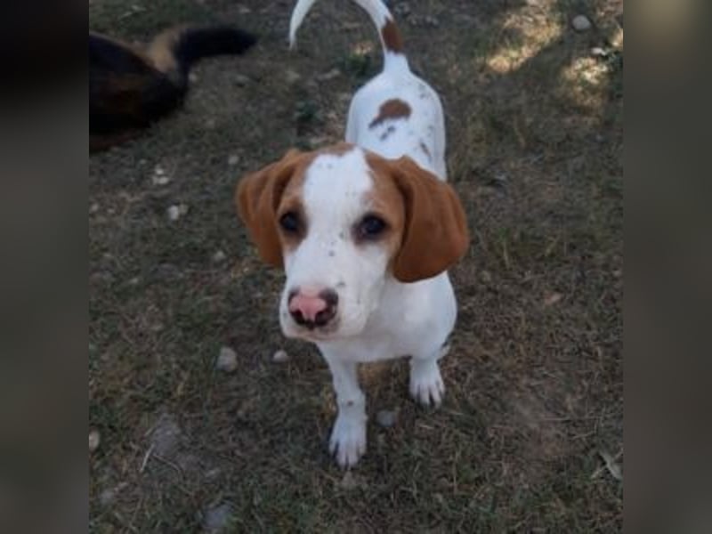 Nesquik-drei Jahre alter Pointer-Mix mit einem freundlichen, ausgeglichenen Wesen