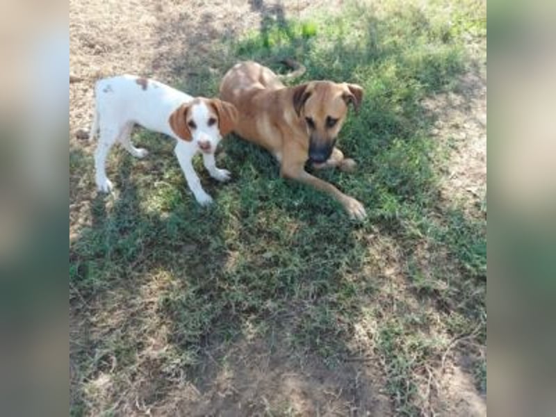 Nesquik-drei Jahre alter Pointer-Mix mit einem freundlichen, ausgeglichenen Wesen