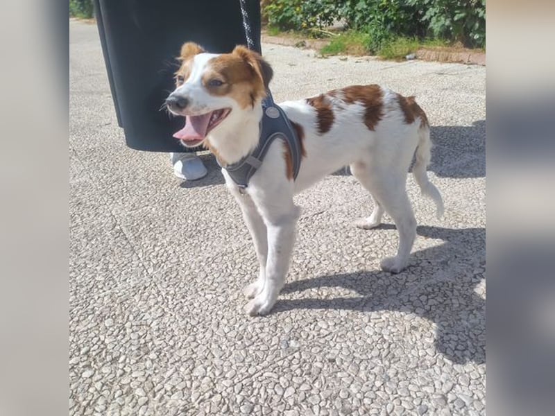 CYRUS-fröhlicher Herzenshund sucht liebevolles Zuhause