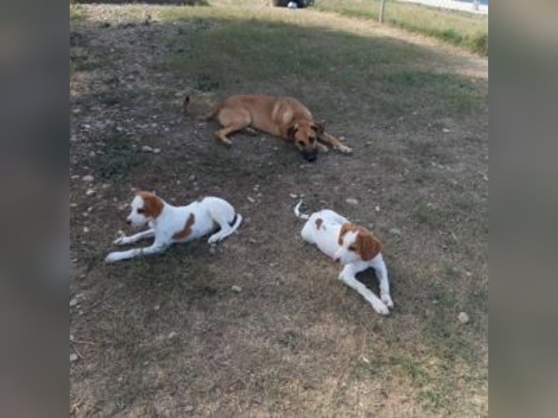 Nesquik-drei Jahre alter Pointer-Mix mit einem freundlichen, ausgeglichenen Wesen