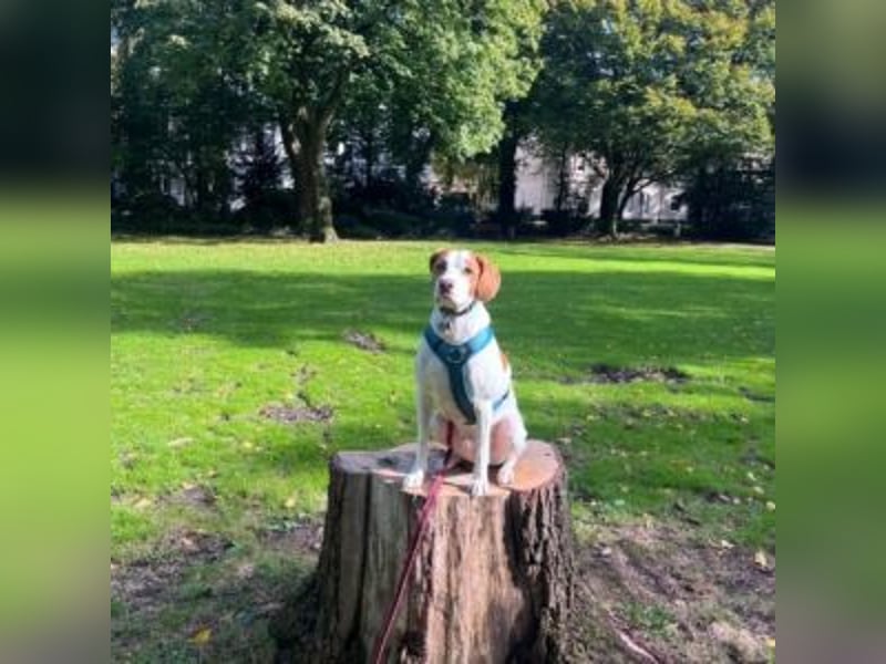 Nesquik-drei Jahre alter Pointer-Mix mit einem freundlichen, ausgeglichenen Wesen