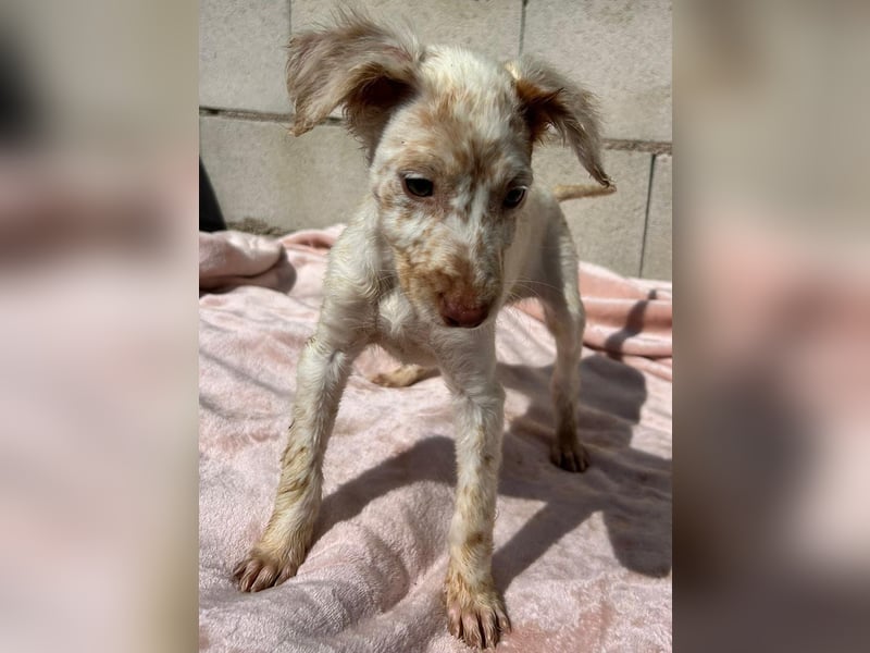 Sugar, süßes Welpenkind sucht ihre Familie