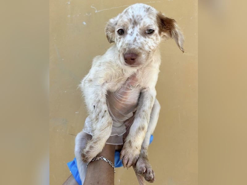 Sugar, süßes Welpenkind sucht ihre Familie