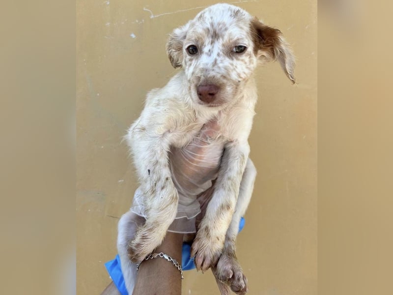 Sugar, süßes Welpenkind sucht ihre Familie