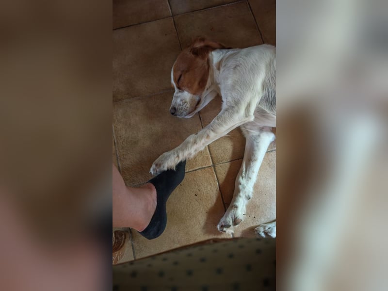 George - kleiner Gentleman auf vier Pfoten