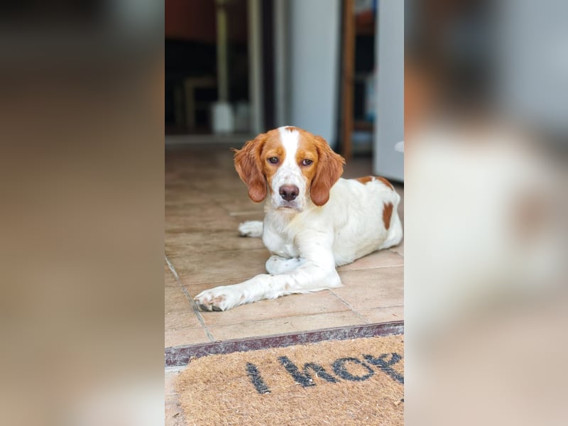 George - kleiner Gentleman auf vier Pfoten