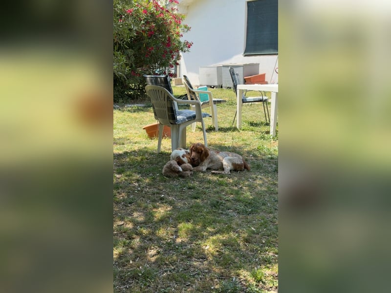 George - kleiner Gentleman auf vier Pfoten