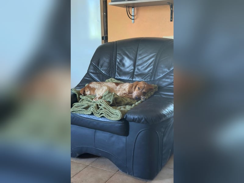 Gizmo - kleiner Herzensbrecher