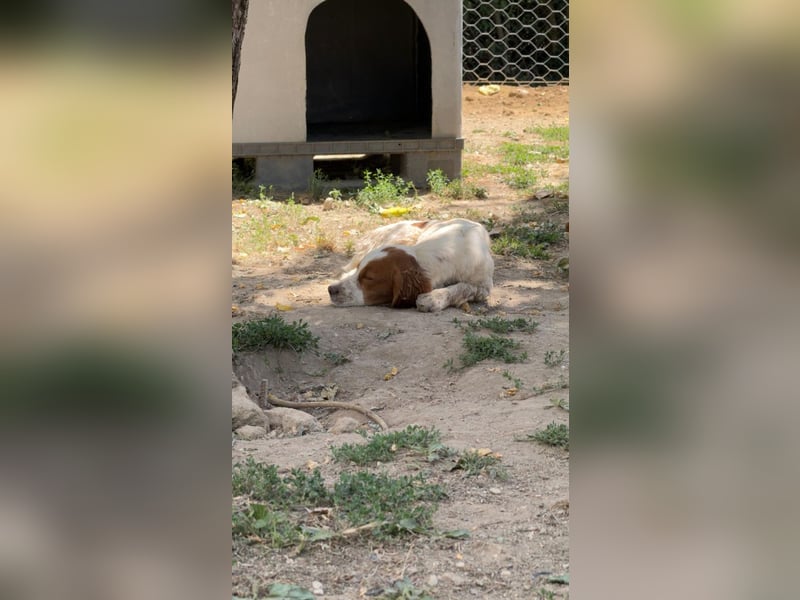 George - kleiner Gentleman auf vier Pfoten